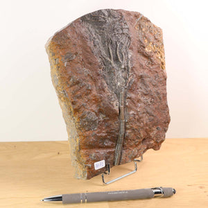 Fossil of sea lily (Scyphocrinites elegans) from Morocco on display, 17x13 cm, 425 million years old, unique piece No. 72.