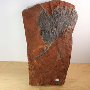 Versteinertes Fossil Scyphocrinites elegans, Seelilien aus Marokko, 31x21 cm, 425 Millionen Jahre alt, Unikat Nr. 7