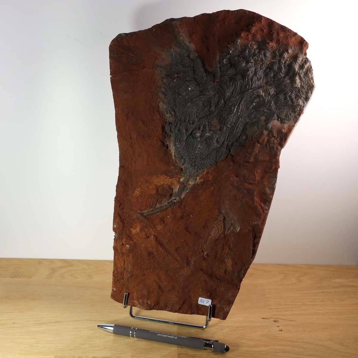 Versteinertes Fossil Seelilien Scyphocrinites elegans, 31x21 cm, 425 Millionen Jahre alt, Unikat Nr. 7, aus Marokko