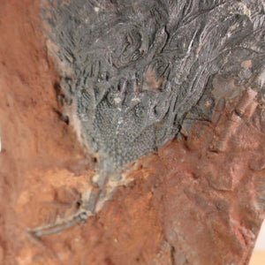 Close-up of a 425-million-year-old fossilized sea lily (Scyphocrinites elegans) from Morocco, unique natural artwork, Unikat Nr. 7.